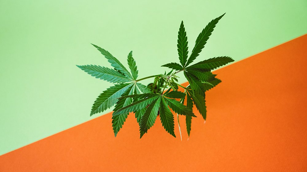 Worm Castings For Growing Cannabis