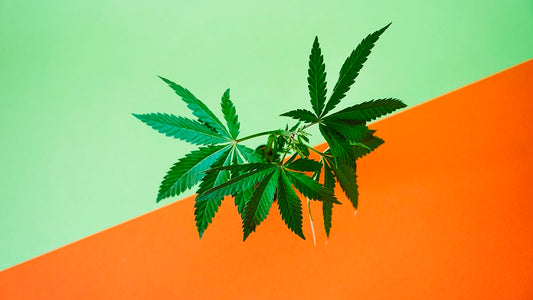 Worm Castings For Growing Cannabis