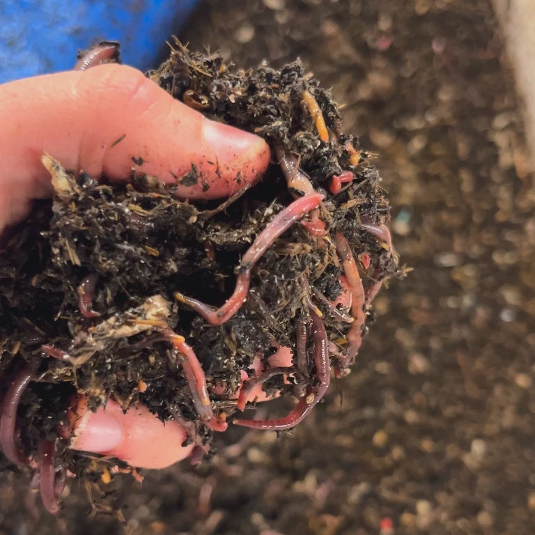 Red Wiggler Composting Worms – Inch by Inch AZ Worm Castings