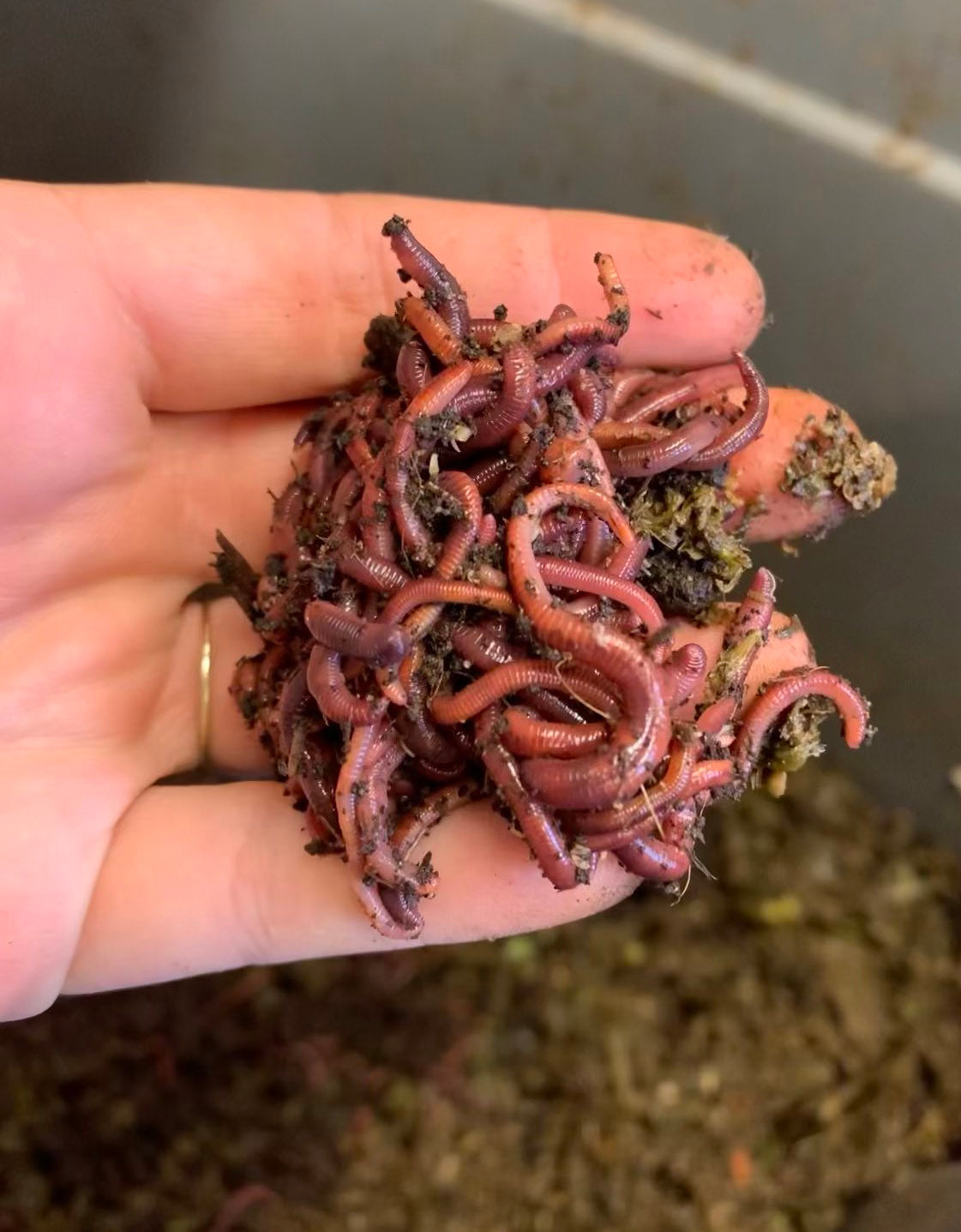 Red Wiggler Composting Worms – Inch by Inch AZ Worm Castings