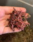 Red Wiggler Composting Worms